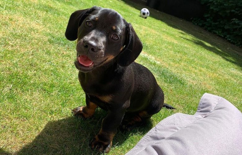 Dachshund and French Bulldog mix dog sitting on the lawn