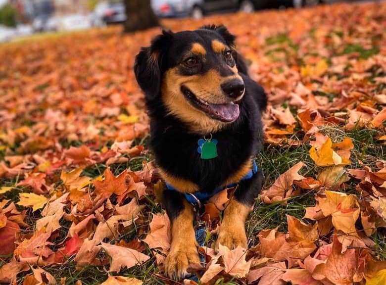 Dachshund and German Shepherd mix dog lying on the ground full of autumn leaves