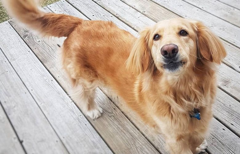 Dachshund and Golden Retriever mix dog portrait