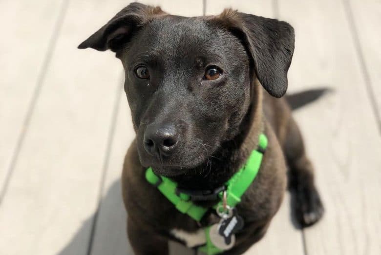 Dachshund and Labrador Retriever mix dog portrait