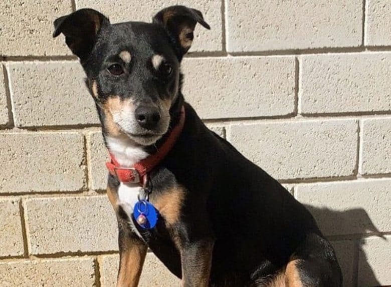 Dachshund and Miniature Pinscher mix dog portrait