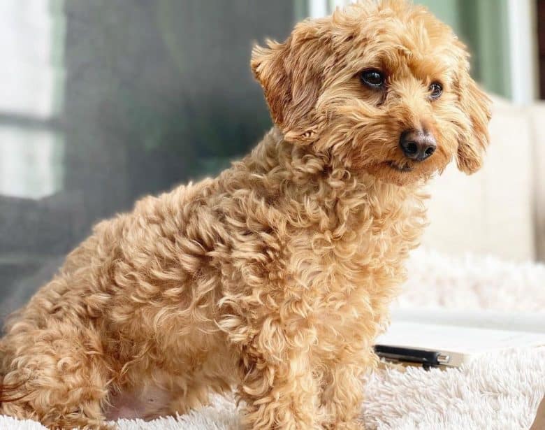 Dachshund and Miniature Poodle mix dog sitting on the bed