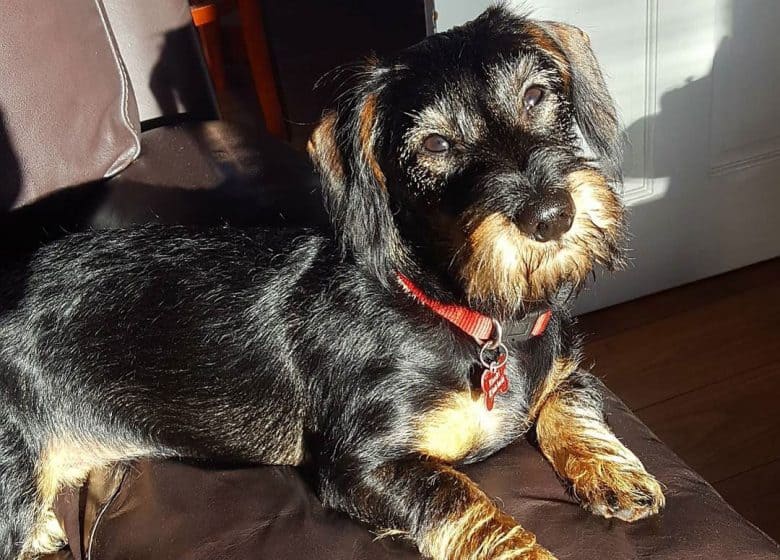 Dachshund and Miniature Schnauzer mix dog lying on the couch