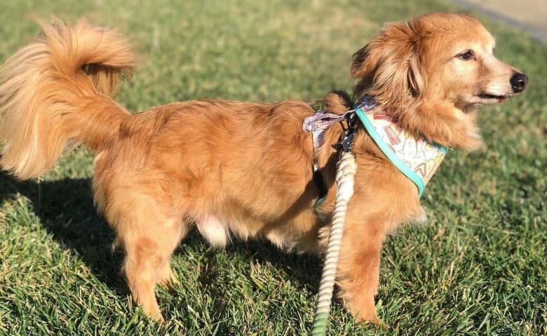 Dachshund and Papillon mix dog standing on the field