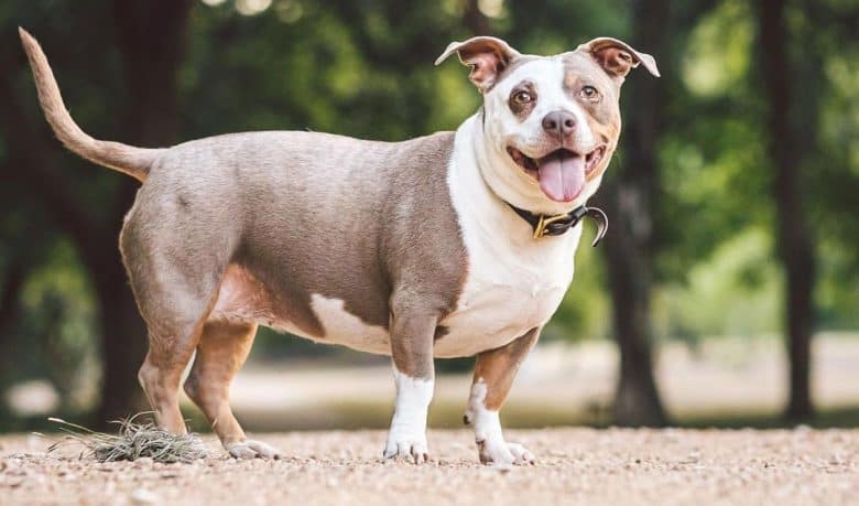 Dachshund and Pitbull mix dog portrait