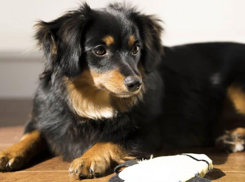 Dachshund and Pomeranian mix dog lying with his toy