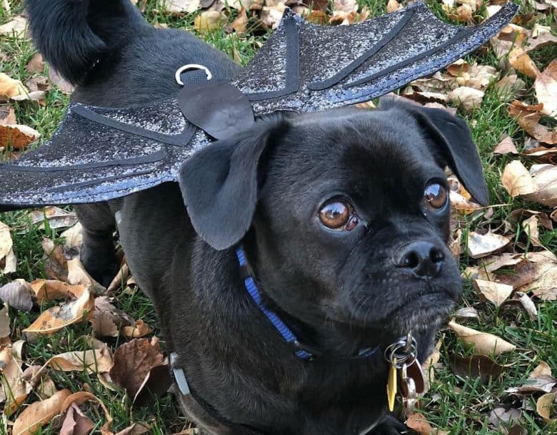 Dachshund and Pug mix dog wearing a bat holloween costume