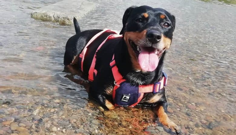 Dachshund and Rottweiler mix dog enjoying the water