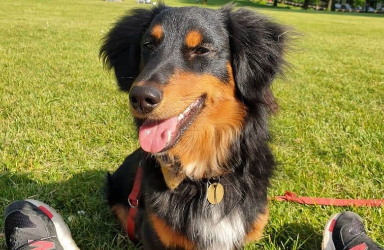 Dachshund and Shetland Sheepdog mix dog posing on the park