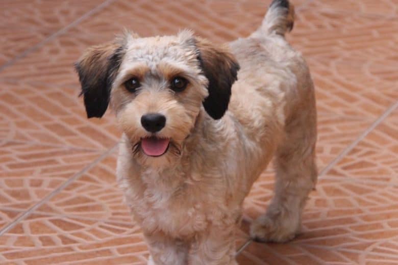 Dachshund and Shih Tzu mix dog waiting for treats