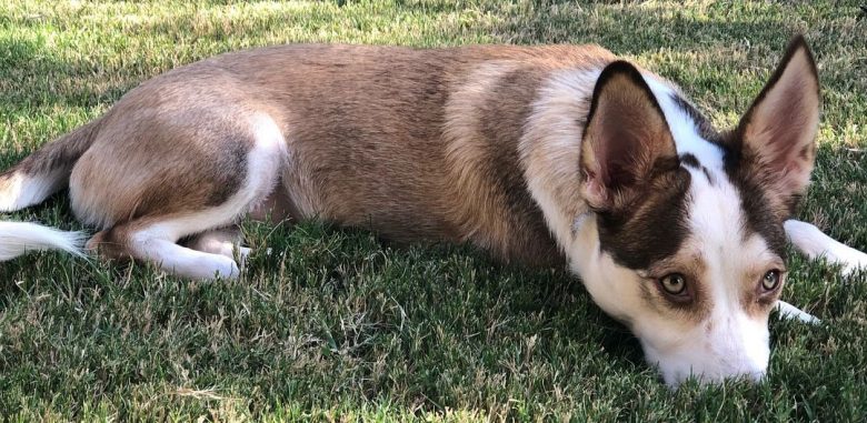 Dachshund and Siberian Husky mix dog feeling lazy outside
