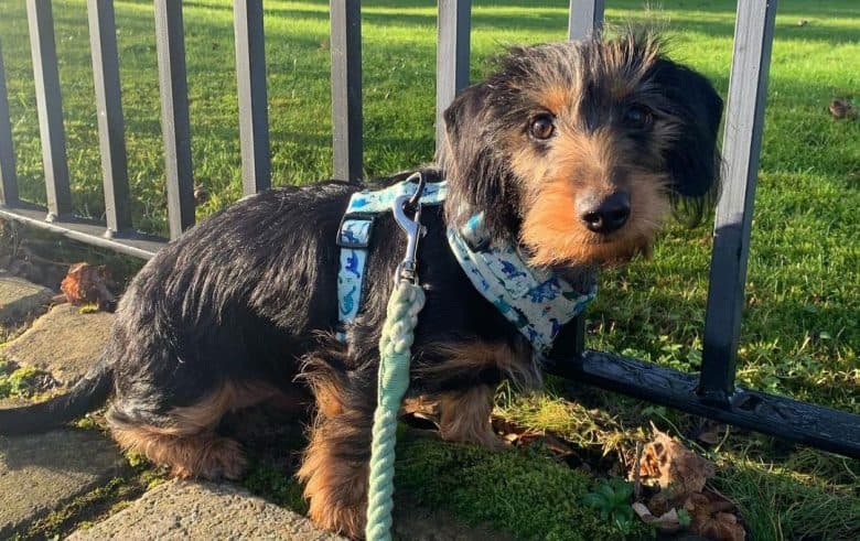 Dachshund and Yorkie mix dog in a morning walk