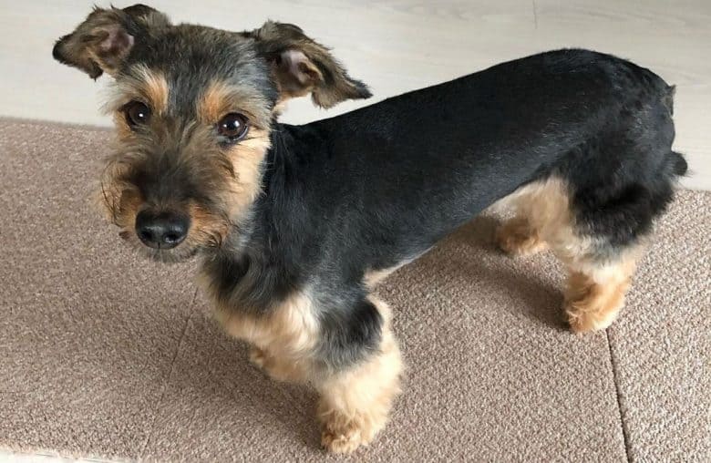 Dachshund and Yorkshire Terrier mix dog portrait