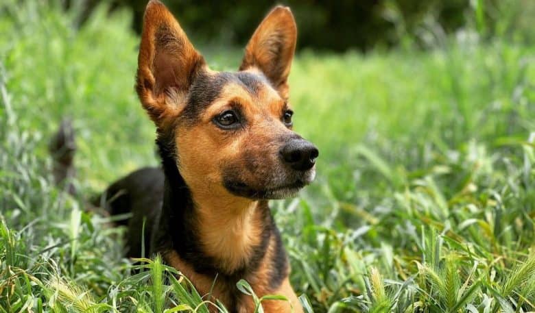Dachshund German Shepherd mix dog lying on the grass