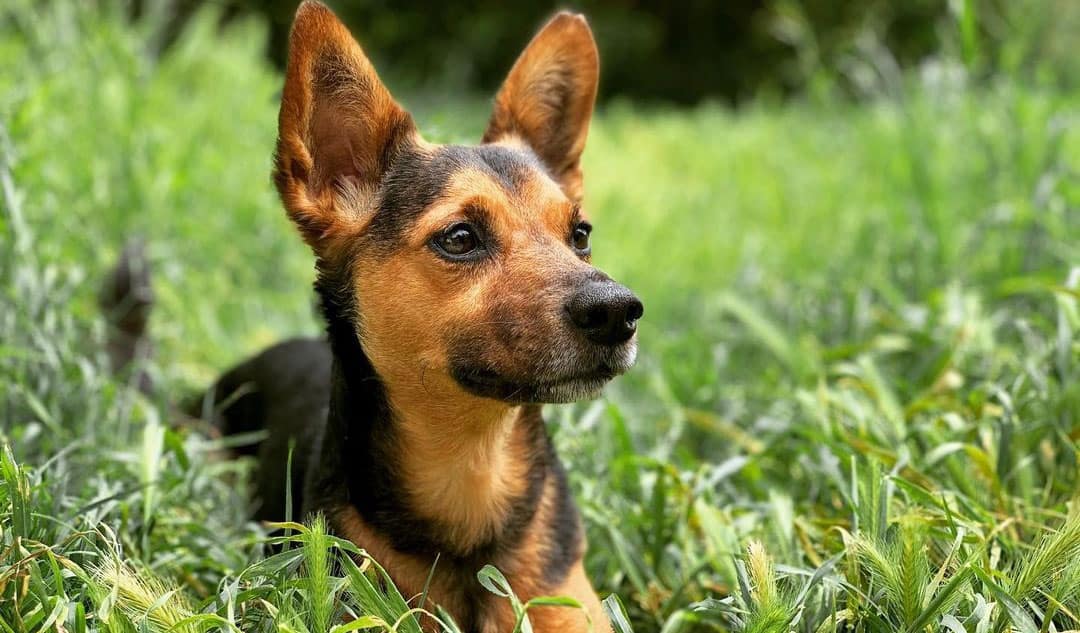 german shepherd doxie mix german shepherd doxie mix