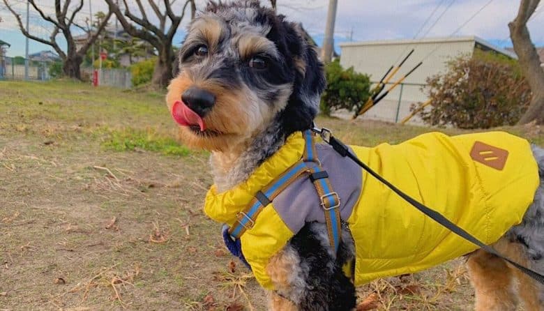 Dachshund Poodle mix dog wearing a yellow coat