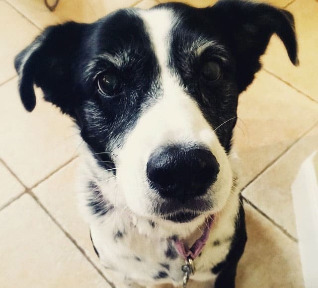 Dalmatian and Akita mix dog portrait