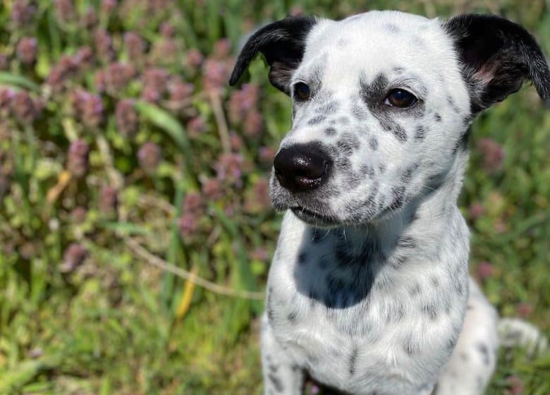 Dalmatian Blue Heeler mix dog portrait