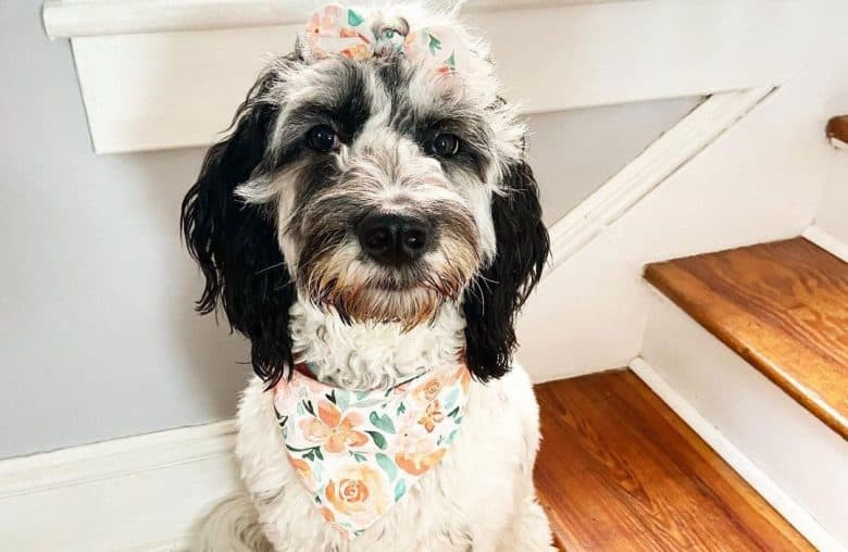 Dalmatian Poodle mix dog portrait