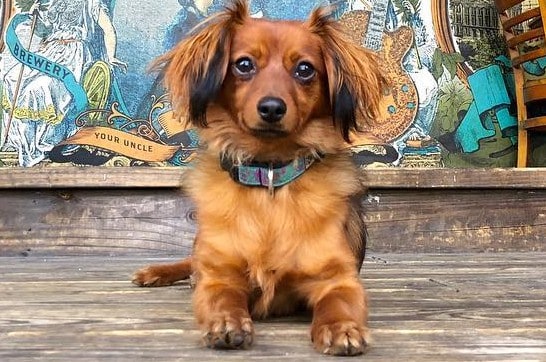 A Dameranian dog portrait