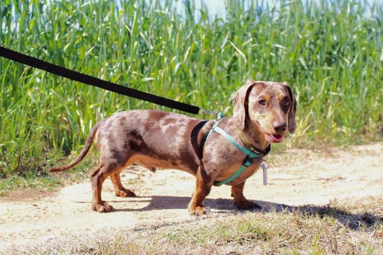 A Dapple Doxie walking on the wheat field