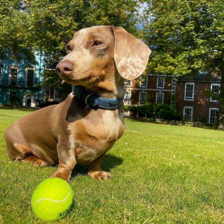 A Dapple Doxie outdoors with a tennis ball