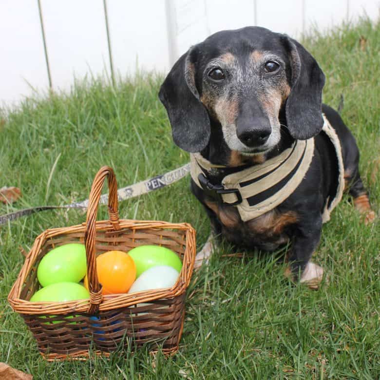 A Daxie sitting on the grass with easter eggs
