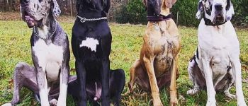 four Great Danes sitting on the grass