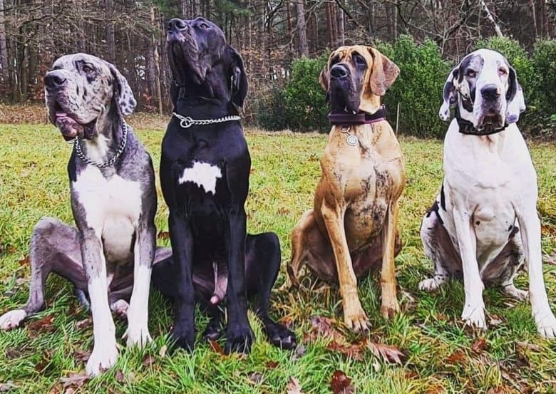 Four Great Danes sitting on the grass