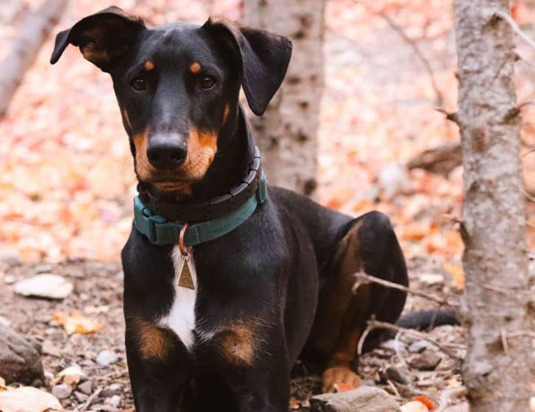 Doberman Pinscher German Shepherd mix dog portrait