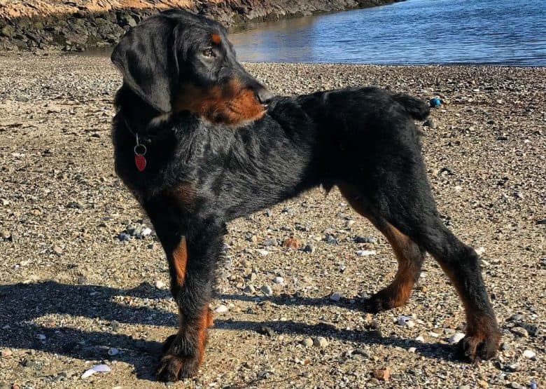 Doberman Poodle mix dog posing near the sea