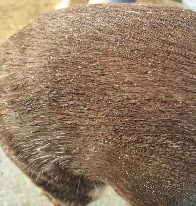 Dog fur with dandruff