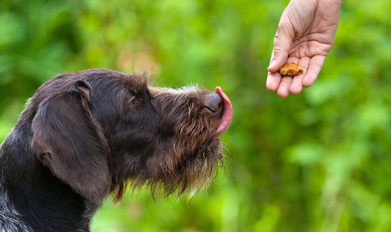 Dog getting a delicious treat from the owner