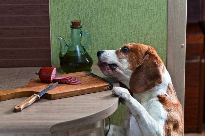 A hungry Beagle trying to get the sausage in a chopping board