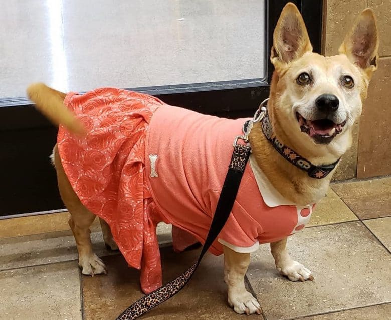 A Corsengi wearing a dress and a printed leash