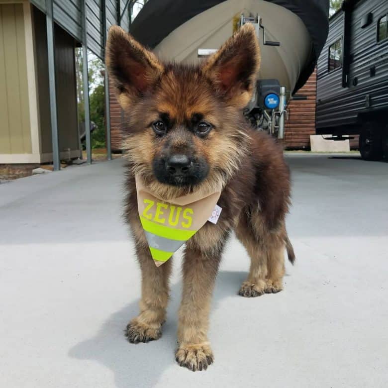 A cute dwarf German Shepherd with a bandana