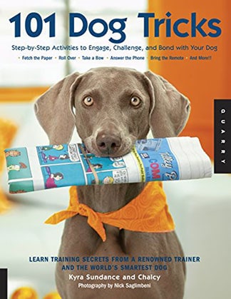 Activities to Engage Challenge and Bond with Your Dog