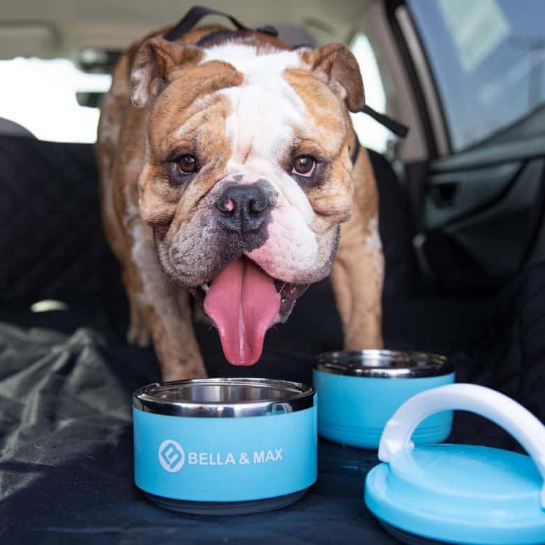 An English Bulldog drinking from a bowl