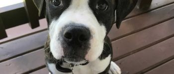 a black and white English Bulldog Pitbull sitting on a wooden floor