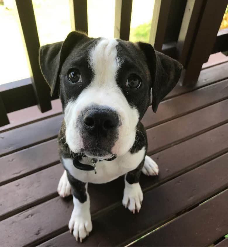 A Black and White English Bulldog Pitbull mix sitting on a wooden floor