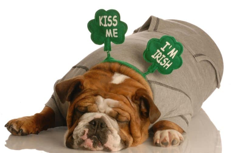 An English Bulldog sleeping wearing headband