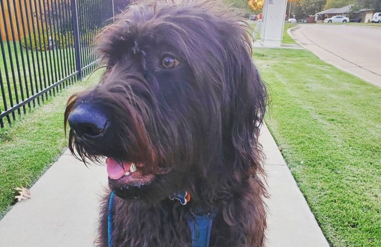 English Mastiff Poodle mix dog portrait
