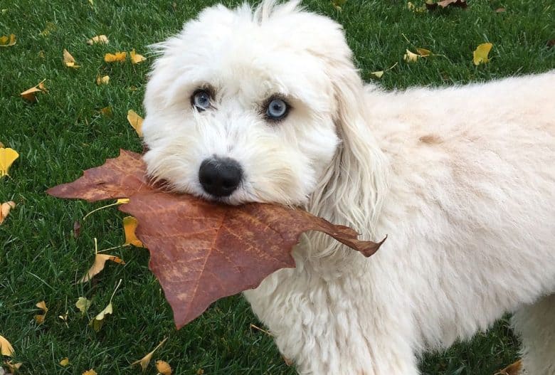 English Sheepdog Poodle mix chewing huge dried leaf