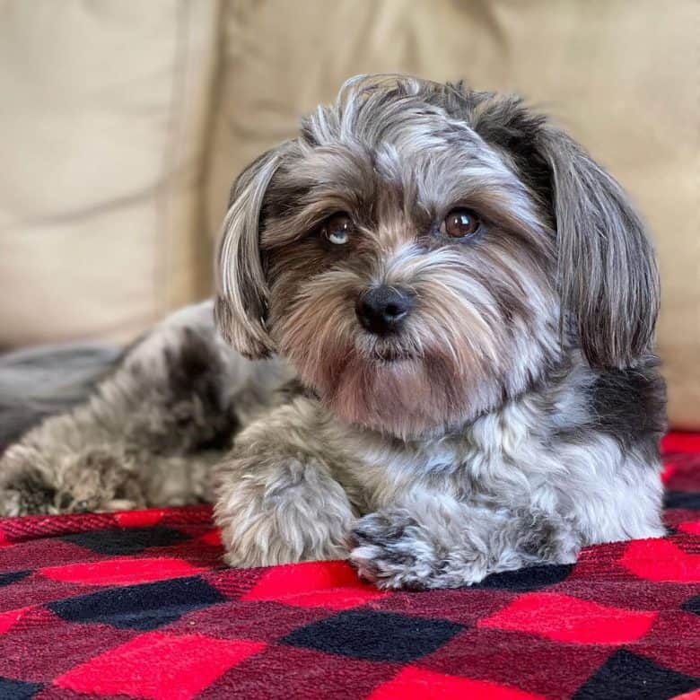 An Ewokian dog laying lazily on a blanket