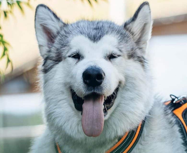 Eyeshadow marked Alaskan Malamute dog portrait