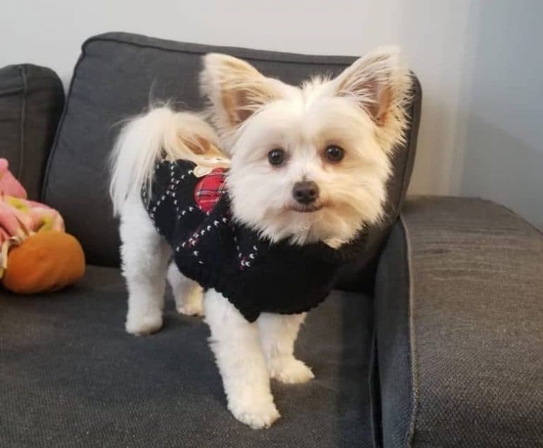 Introducing the sassy and charming Malchi K9 