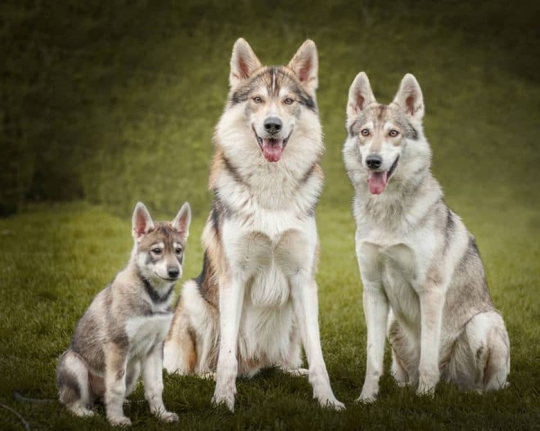 Happy Tamaskan family sitting on the grass