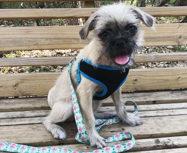 A tiny Affenpug sitting on a bench with a leash