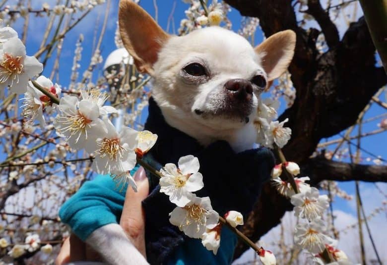 A white Chihuahua with white plum blossoms