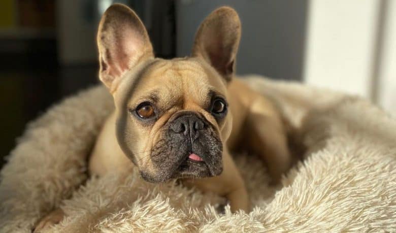 Fawn French Bulldog lying on his comfy bed